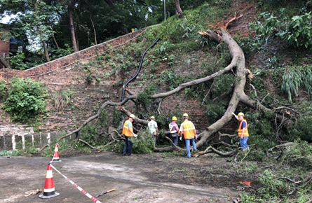 山邊大樹根部折斷掉落平臺