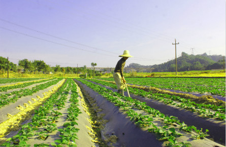 發展草莓種植