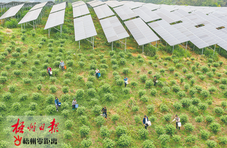 “農光互補” 助增收